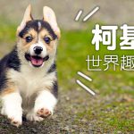 web_banner_0719_柯基世界趣聞