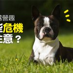 web_banner_0724_狗狗露營趣_哪些危機要注意