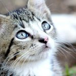 web_banner_0807_喵星人趣味冷知識