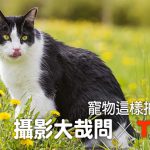 web_banner_1107_寵物攝影