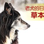web_banner_0108_老犬的日常照護草本療法