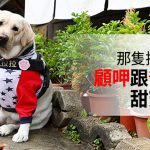 那隻拉拉來了