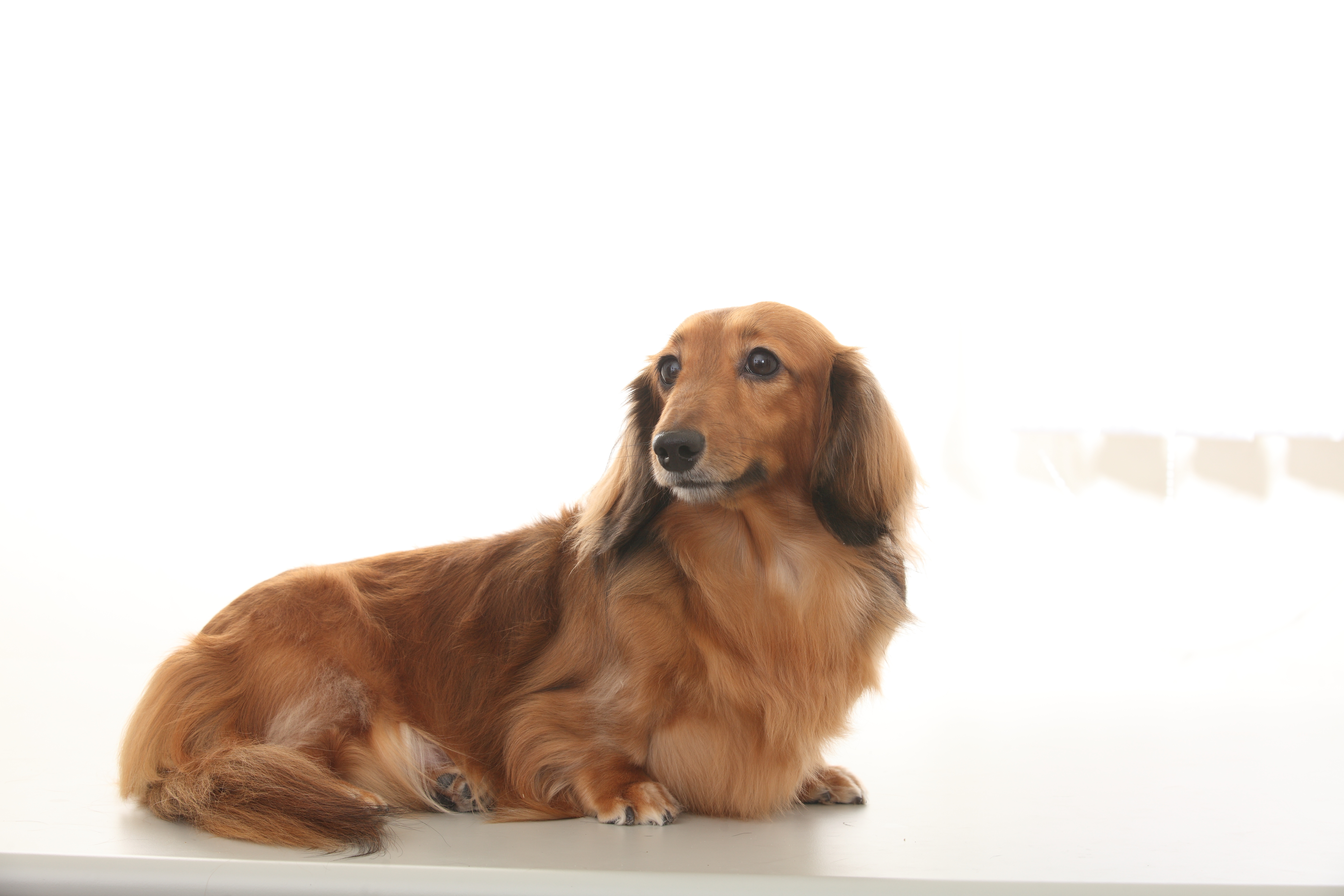 腊肠狗的历史渊源 | hotpets 哈宠志