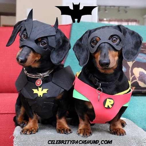 crusoe_dachshund (4)