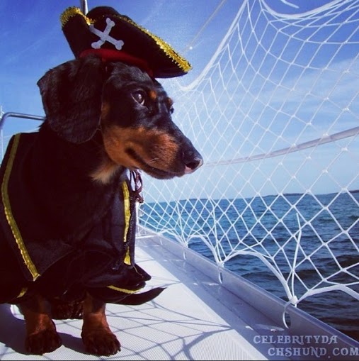 crusoe_dachshund