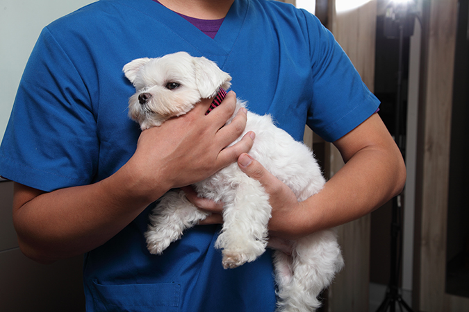 解密毛小孩五大健檢關卡 Hotpets 哈寵誌