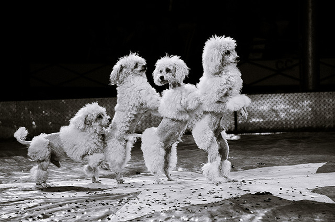 Circus Dogs