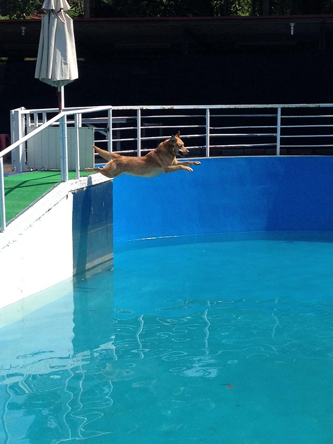 Gooddog 妙狗寵物游泳池