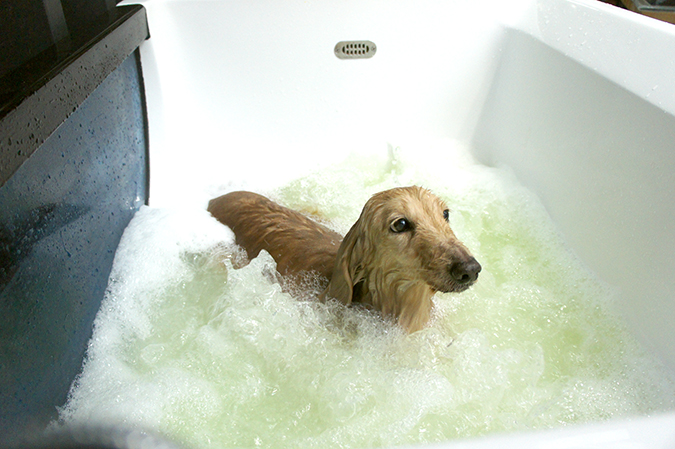 愛諾寵物生活館-寵物專用SPA氣泡澡