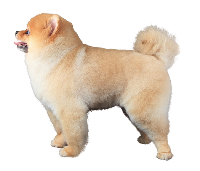 博美犬POMERANIAN熱門造型4190