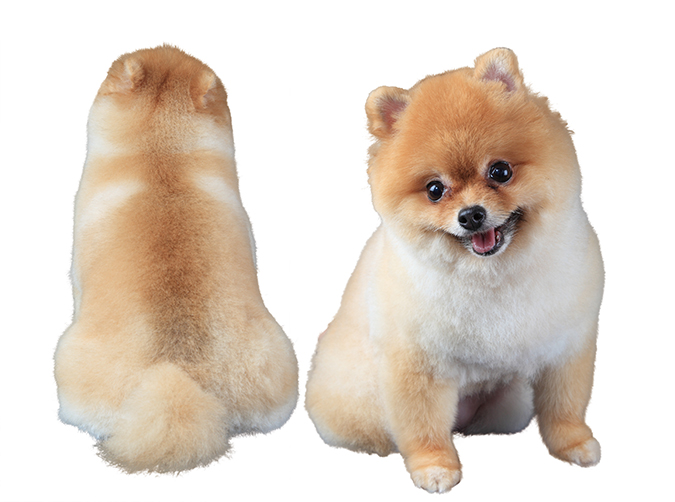 博美犬POMERANIAN熱門造型4195