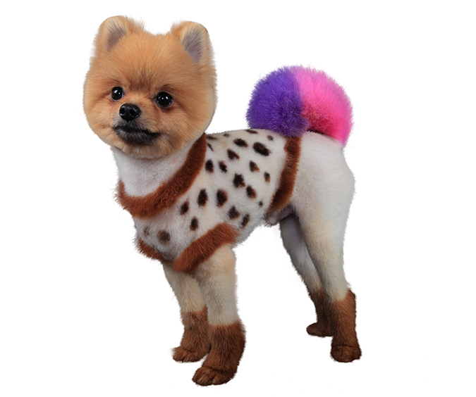 博美犬POMERANIAN熱門造型8032