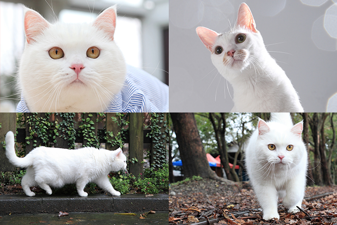 台灣常見貓咪介紹-白貓