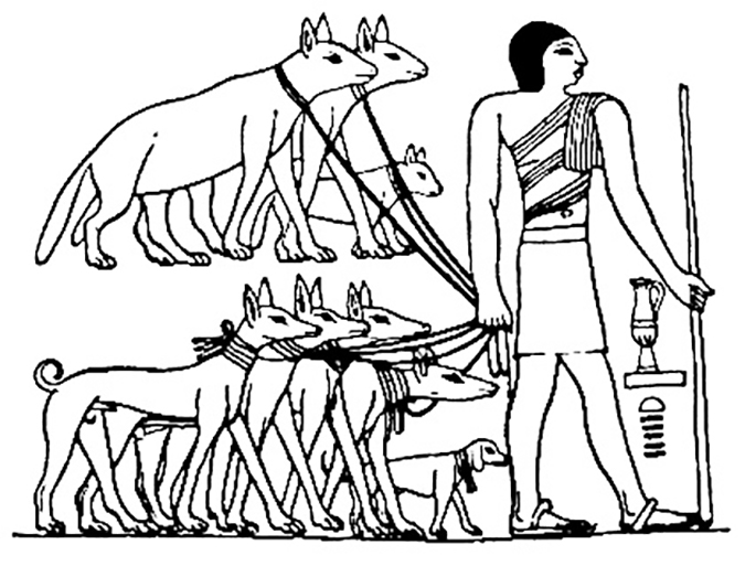 寵物間的行為演化-Tesem_Egyptian_dog