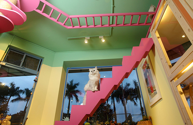 貓咪專屬旅館-貓當家-天梯