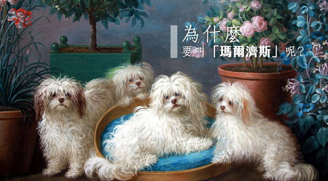 為什麼要叫 瑪爾濟斯 呢 Hotpets 哈寵誌