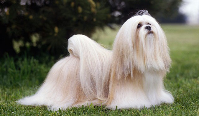 Lhasa Apso - vetstreet.com