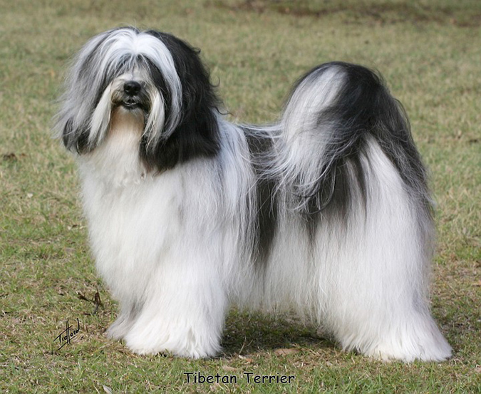 Tibetan Terrier - snowbrains.com