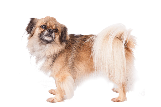 TibetanSpaniel - akc.org