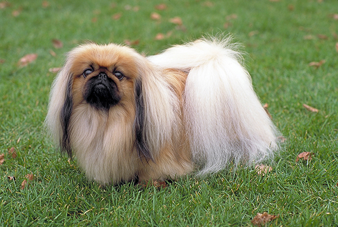 pekingese - dogwallpapers.net