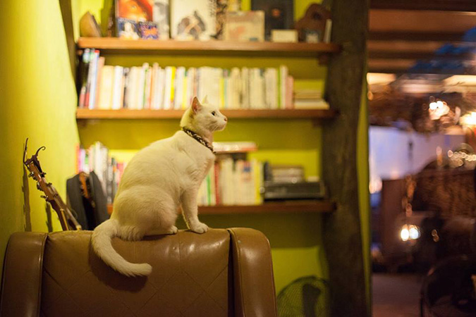 放鬆悠閒，貓奴專屬咖啡館-六號貓洞1
