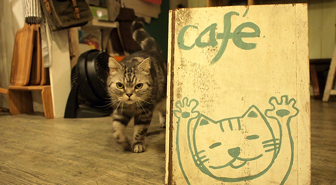 放鬆悠閒，貓奴專屬咖啡館-私藏不藏私