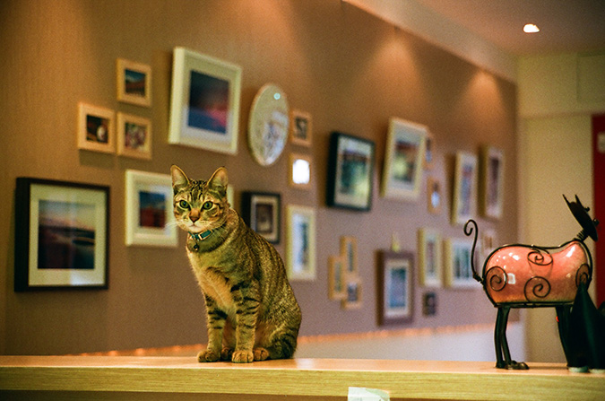 放鬆悠閒，貓奴專屬咖啡館-貓 旅行-03510028