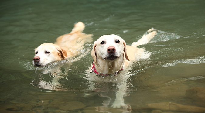狗狗出遊踏青-叮嚀準備不可少-游泳