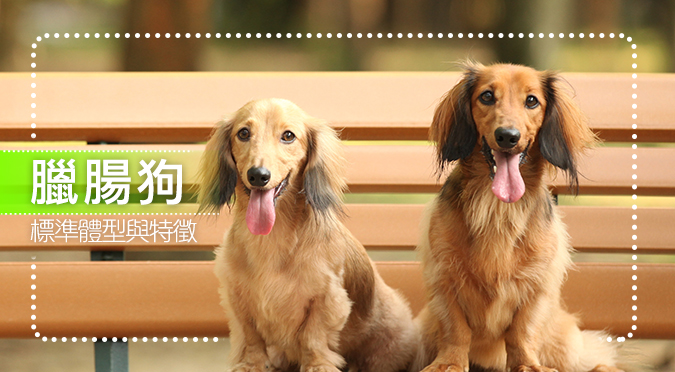 臘腸狗標準體型與特徵 Hotpets 哈寵誌