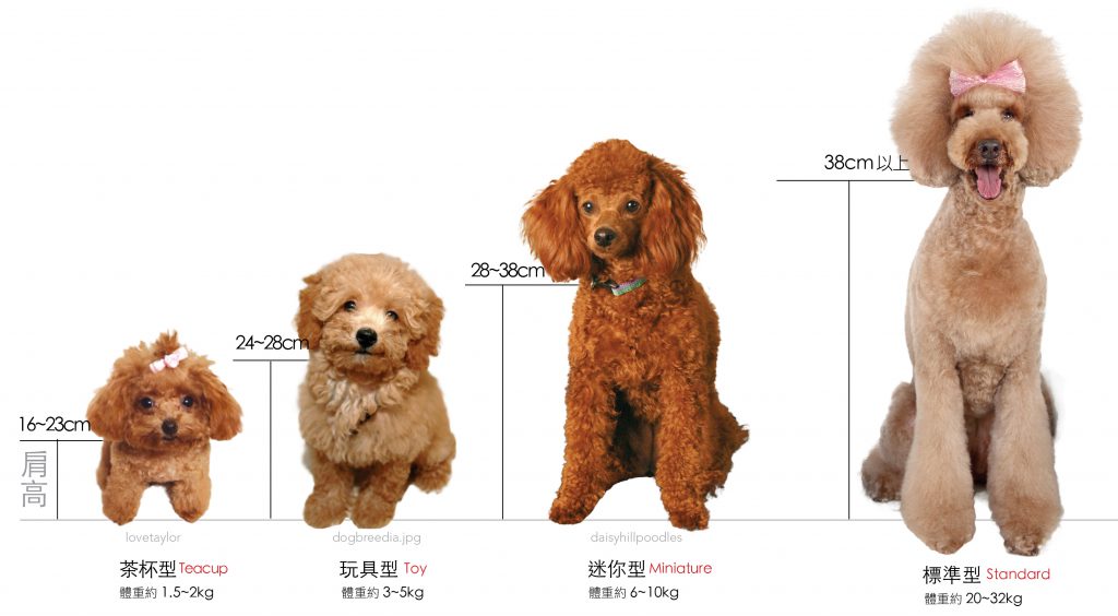 貴賓狗的外觀標準 Hotpets 哈寵誌