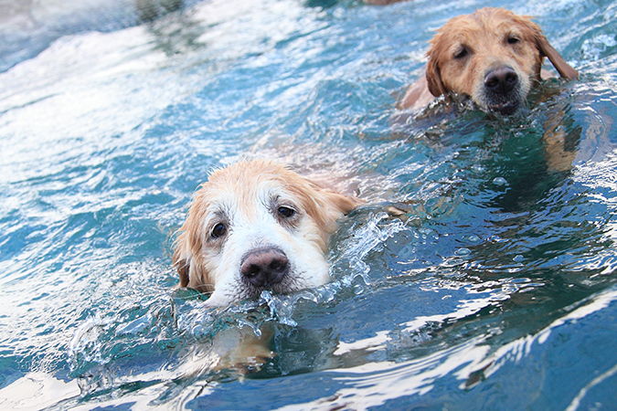主人與寵物一起的運動有那些呢-游泳