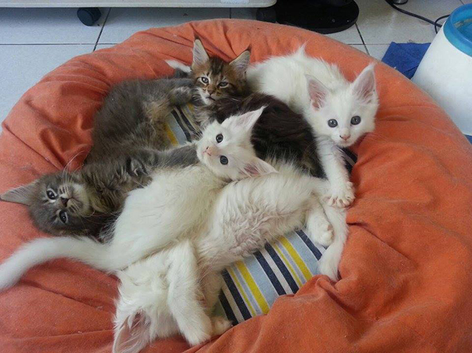 台灣常見品種貓 緬因貓 Maine Coon 1 Hotpets 哈寵誌