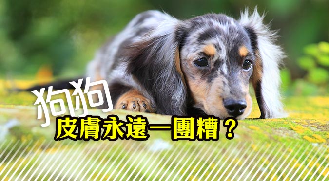 臘腸狗 皮膚永遠一團糟 Hotpets 哈寵誌