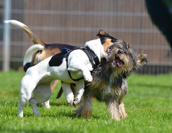 狗狗常見生殖系統疾病-玩耍