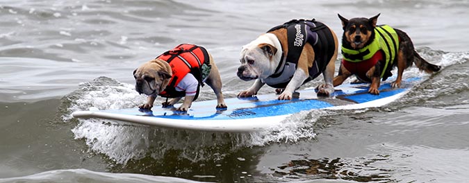 狗狗衝浪1-surfcitysurfdog-com