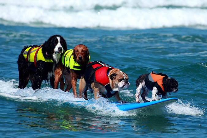 狗狗衝浪3-www-socalsurfdogs-com