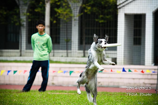 飛盤狗大賽-攝影姜駿憲-6