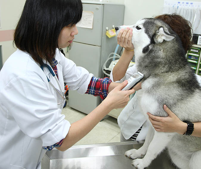 狗狗血型不單純 狗狗捐 輸血不能不知的事 Hotpets 哈寵誌