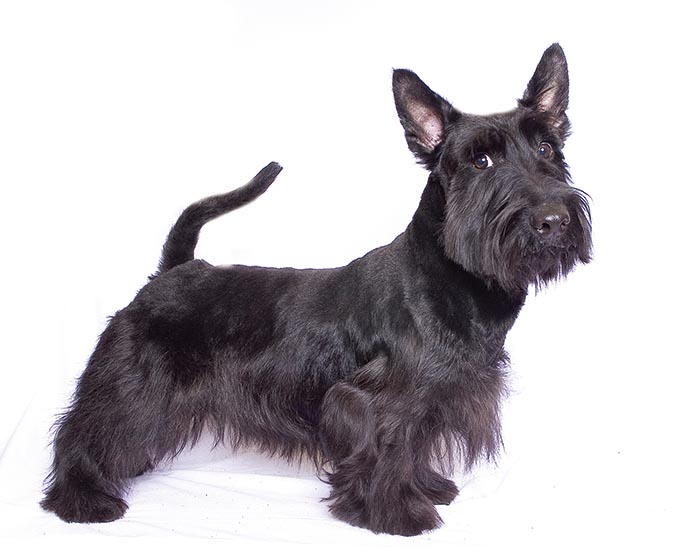 個兒小體建的英國小鋼砲-蘇格蘭㹴scottish-terrier-001