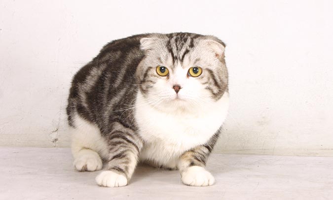 大家所說的哆啦a夢-蘇格蘭摺耳貓scottish-fold