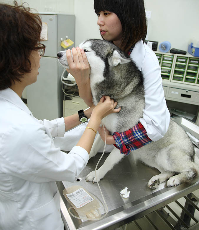 步驟四：插入抽血針頭，飼主需全程協助保定及安