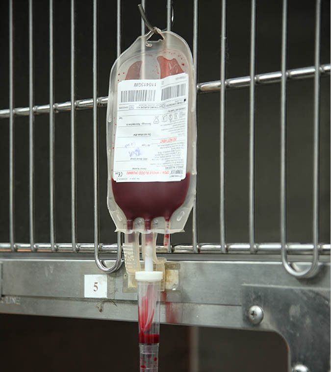 目前沒有寵物專用的血袋，所以用來保存寵物血液