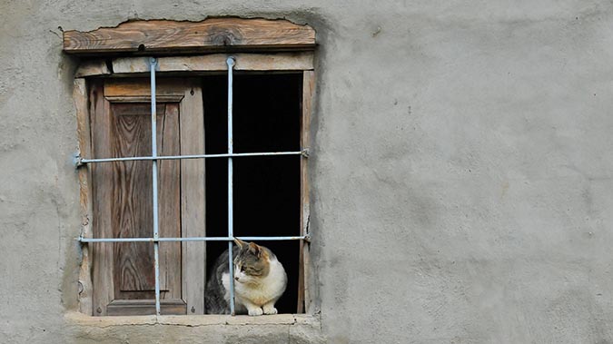 不可思議的貓咪內心戲-看窗外