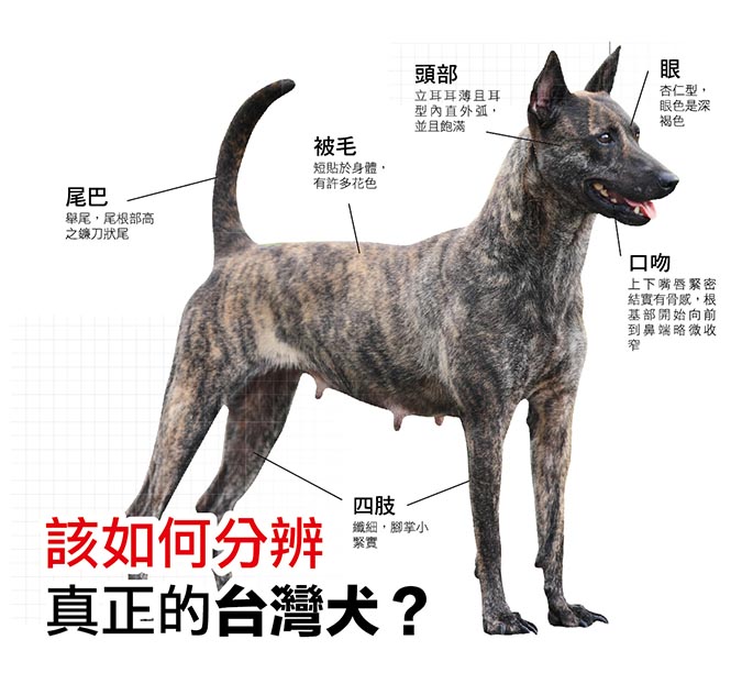 該如何分辨真正的台灣犬