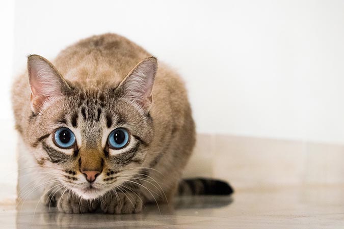 貓眼睛變圓