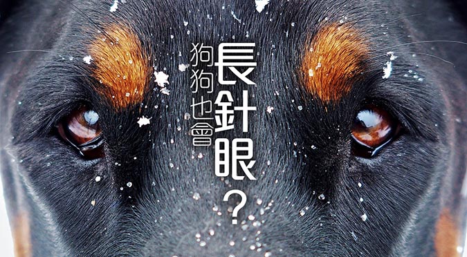 狗狗也會長針眼 Hotpets 哈寵誌 狗狗也會長針眼 Hotpets 哈寵誌