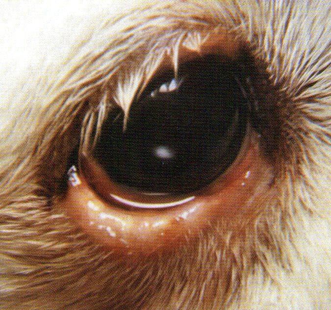 下眼瞼因為內麥粒腫（針眼），所以有明顯腫脹