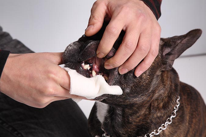 狗狗刷牙剛開始可以用紗布先讓寵物適應