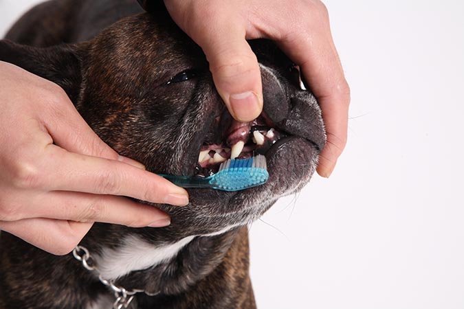 狗狗刷牙牙刷與牙齒表面要成45度角