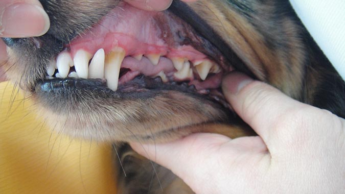 狗的牙齒